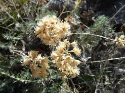 Image of Helichrysum italicum subsp. italicum