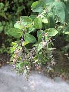 Image of Honeysuckle witches' broom aphid