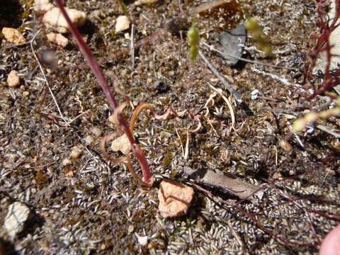 Image of Hesperantha lithicola J. C. Manning & Goldblatt