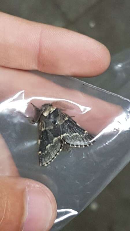 Poecilocampa resmi