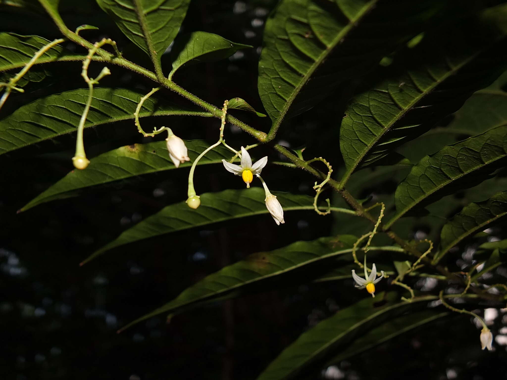 Image of Solanum morii S. Knapp