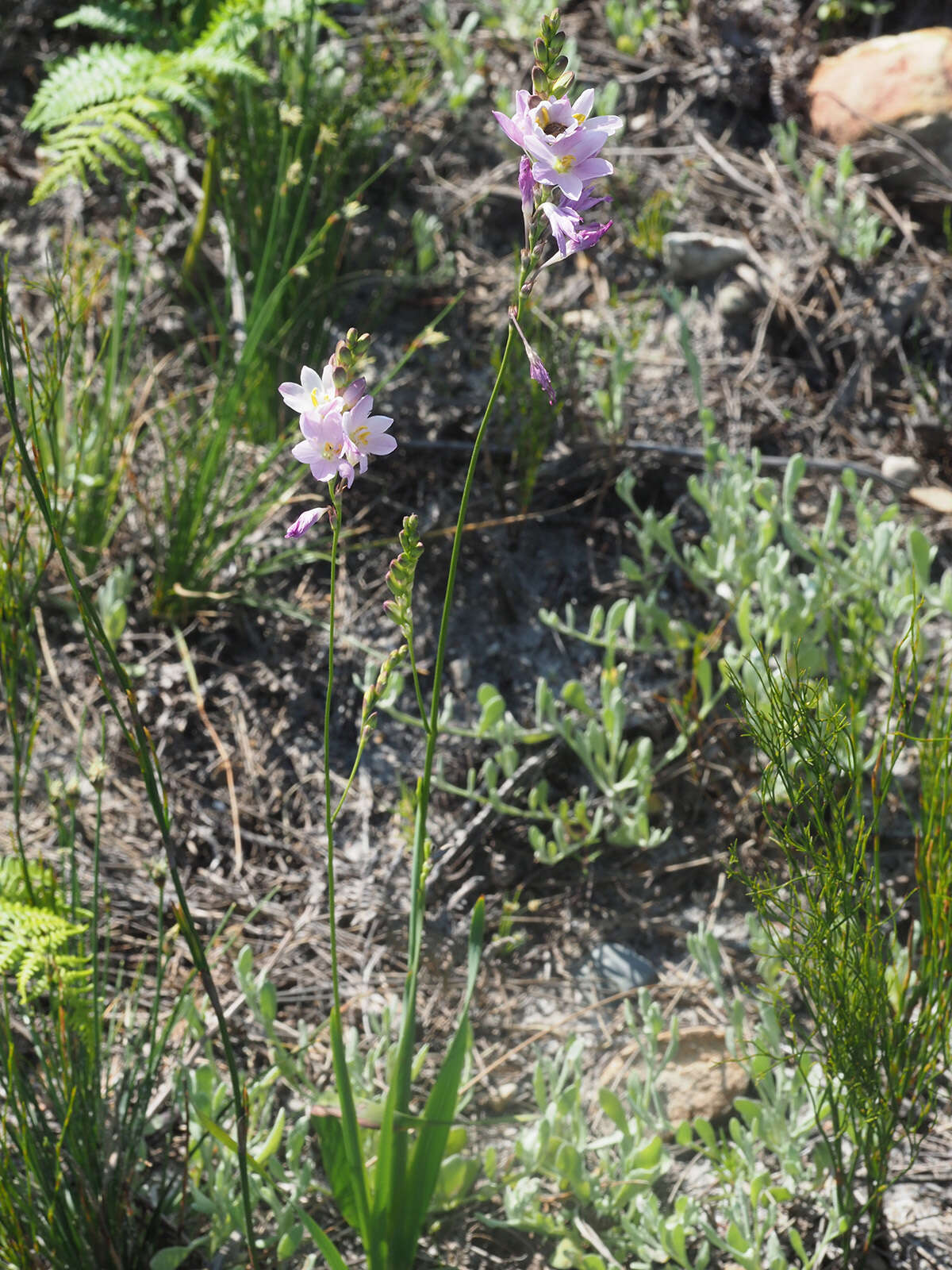 Image of Ixia orientalis L. Bolus