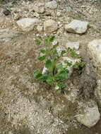 Image de Phacelia lemmonii A. Gray