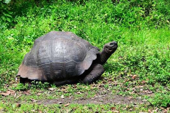 Image of Abingdon Island Giant Tortoise