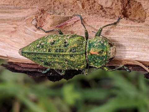 Image of Western Cedar Borer