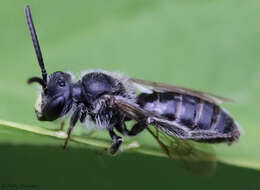 Image of Andrena robertsonii Dalla Torre 1896