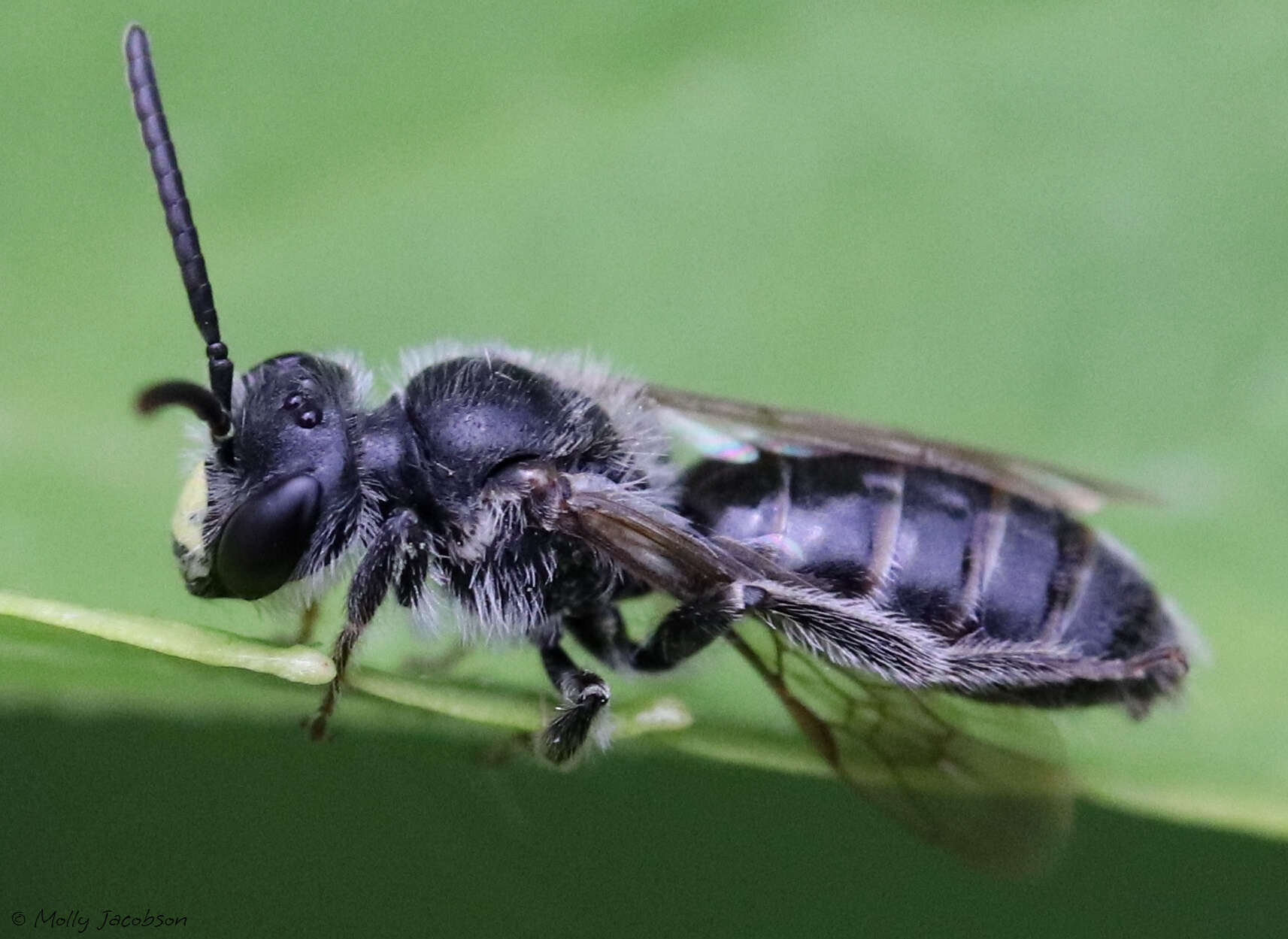 Image of Andrena robertsonii Dalla Torre 1896