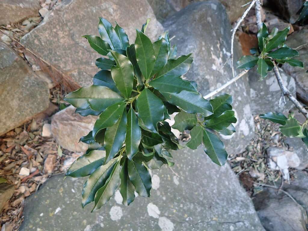 Image of Ilex mitis var. mitis