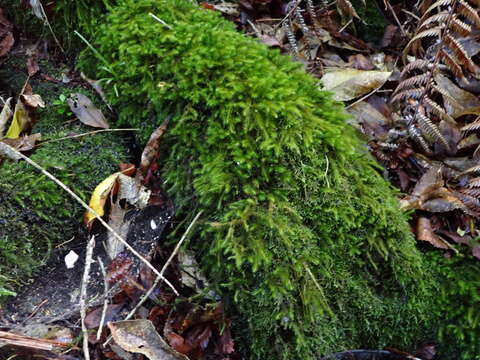 Image of <i>Echinodiopsis hispida</i>