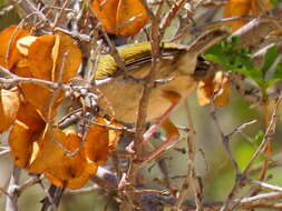 <i>Camaroptera brachyura sharpei</i>的圖片