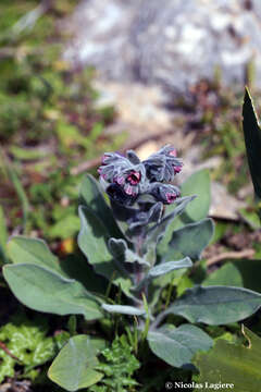 Image of Cynoglossum columnae Ten.