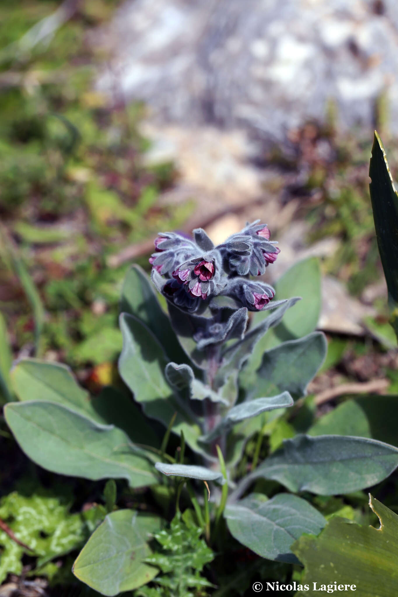 Image de Cynoglossum columnae Ten.