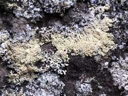 Image of arctoparmelia lichen