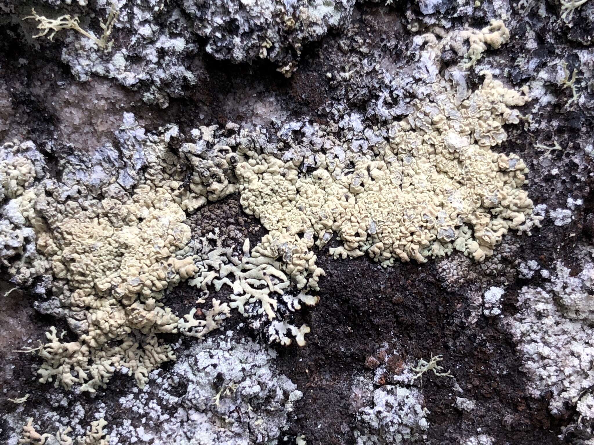 Image of arctoparmelia lichen