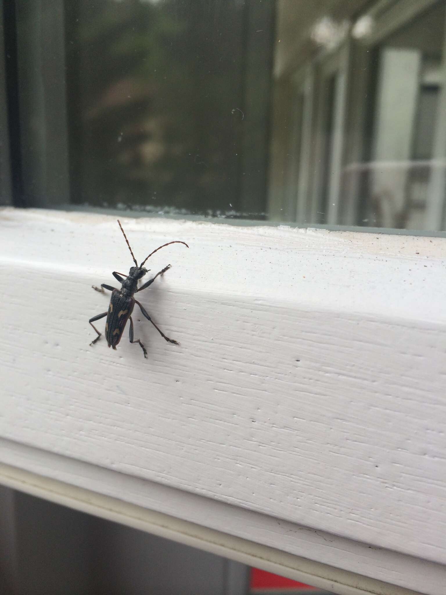 Image of Two-banded longhorn beetle