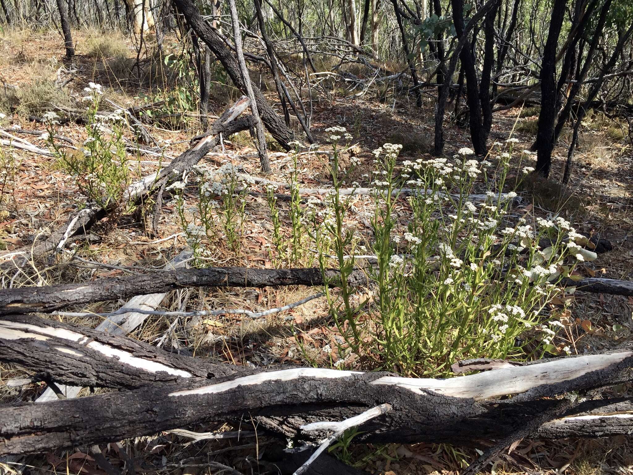 Image of Ixodia achillaeoides subsp. alata