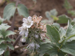 Imagem de Hydrophyllum occidentale (S. Wats.) A. Gray