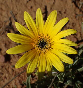 Image de Arctotis lanceolata Harv.