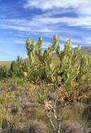 Image de Leucadendron laureolum (Lam.) Fourc.