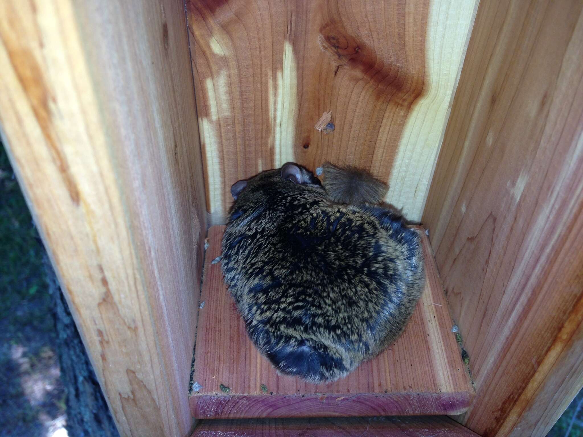 Image of Eastern Flying Squirrel