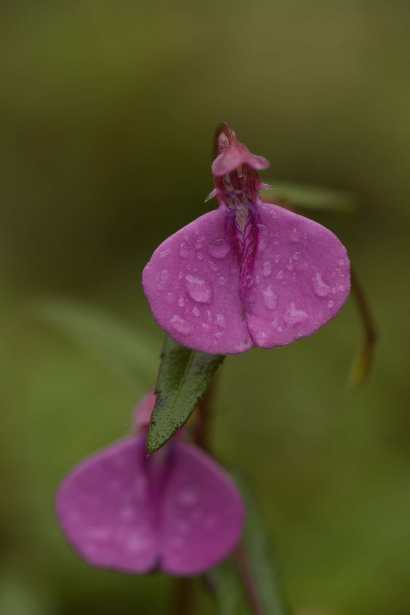 Image of Impatiens oppositifolia L.