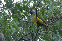 Image of Senegal Parrot