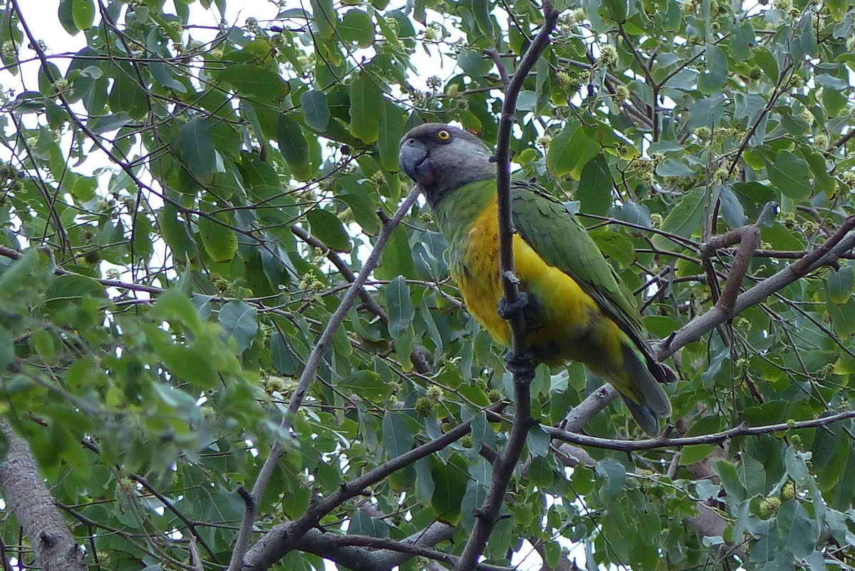 Image of Senegal Parrot