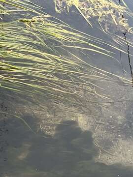 Image of Texas Wild Rice