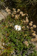 Plancia ëd Celmisia lateralis J. Buch.