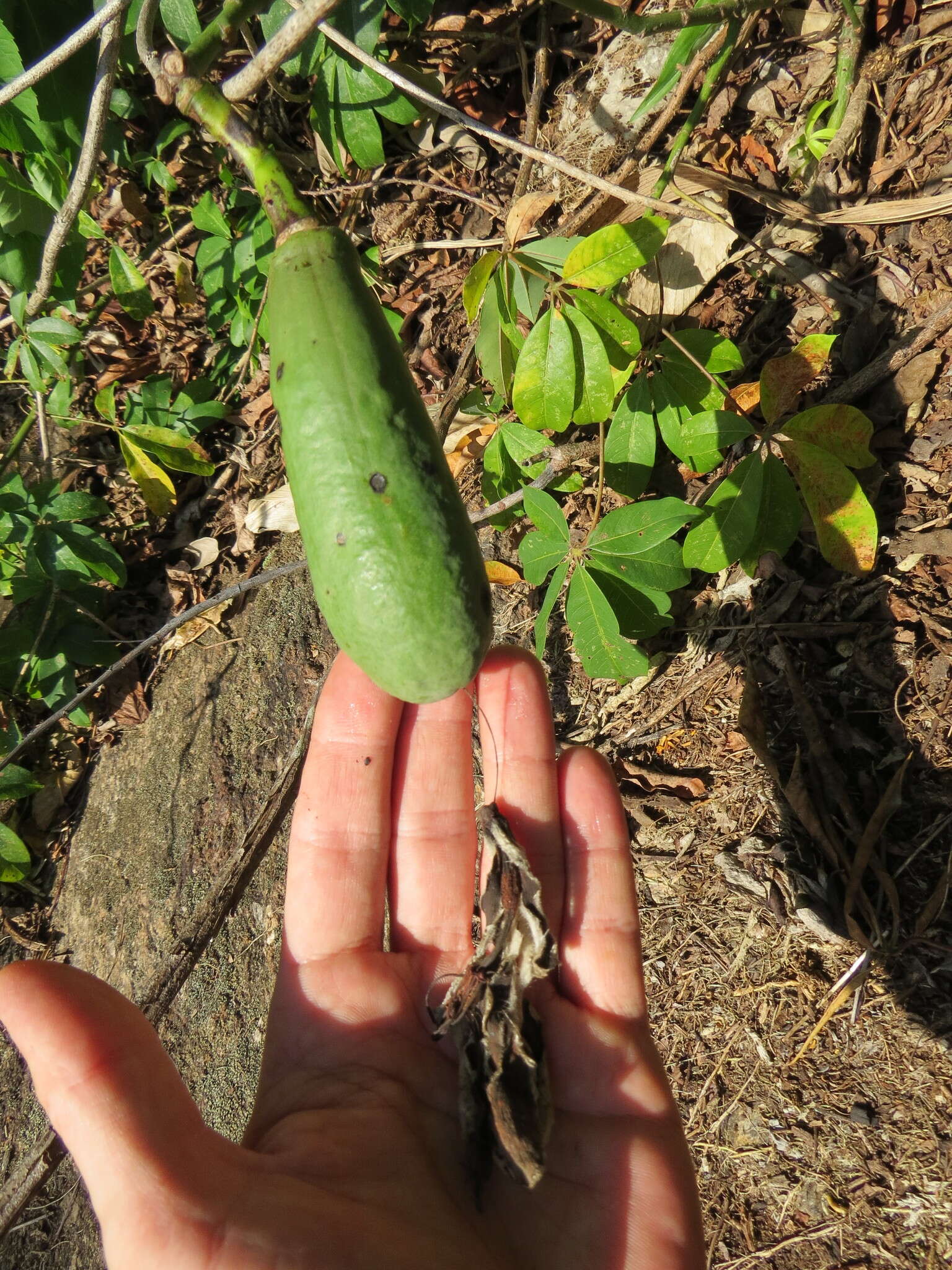 Image of Ceiba erianthos (Cav.) K. Schum.