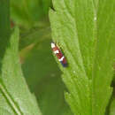 Image of Erythrogonia odonsera Medler 1963