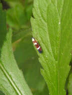 Image of Erythrogonia odonsera Medler 1963