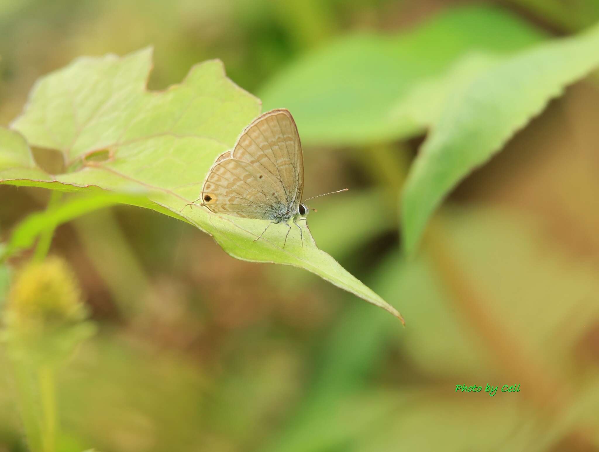 Imagem de Catochrysops