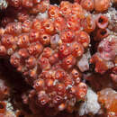 Image of lesser gooseberry sea squirt