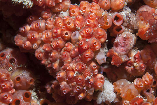 Image of lesser gooseberry sea squirt