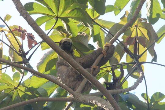 Image of two-toed sloths