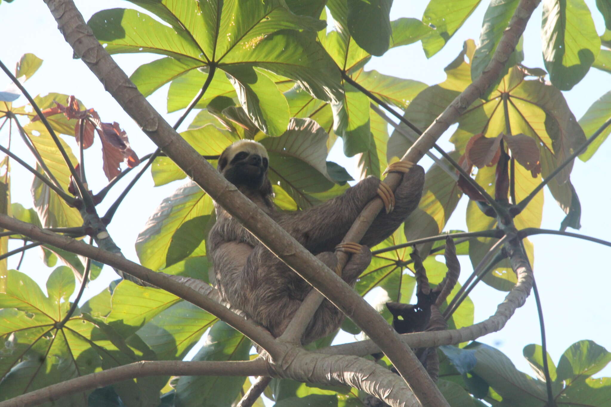 Image of two-toed sloths