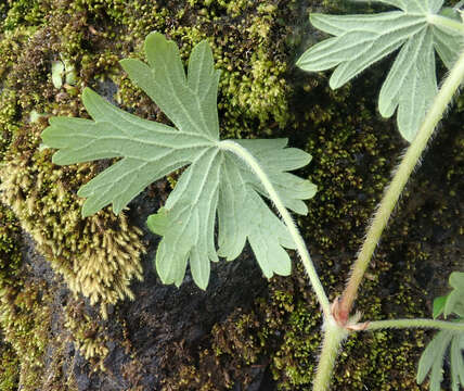 Imagem de Geranium solanderi Carolin