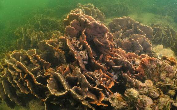 Image of Cactus Coral