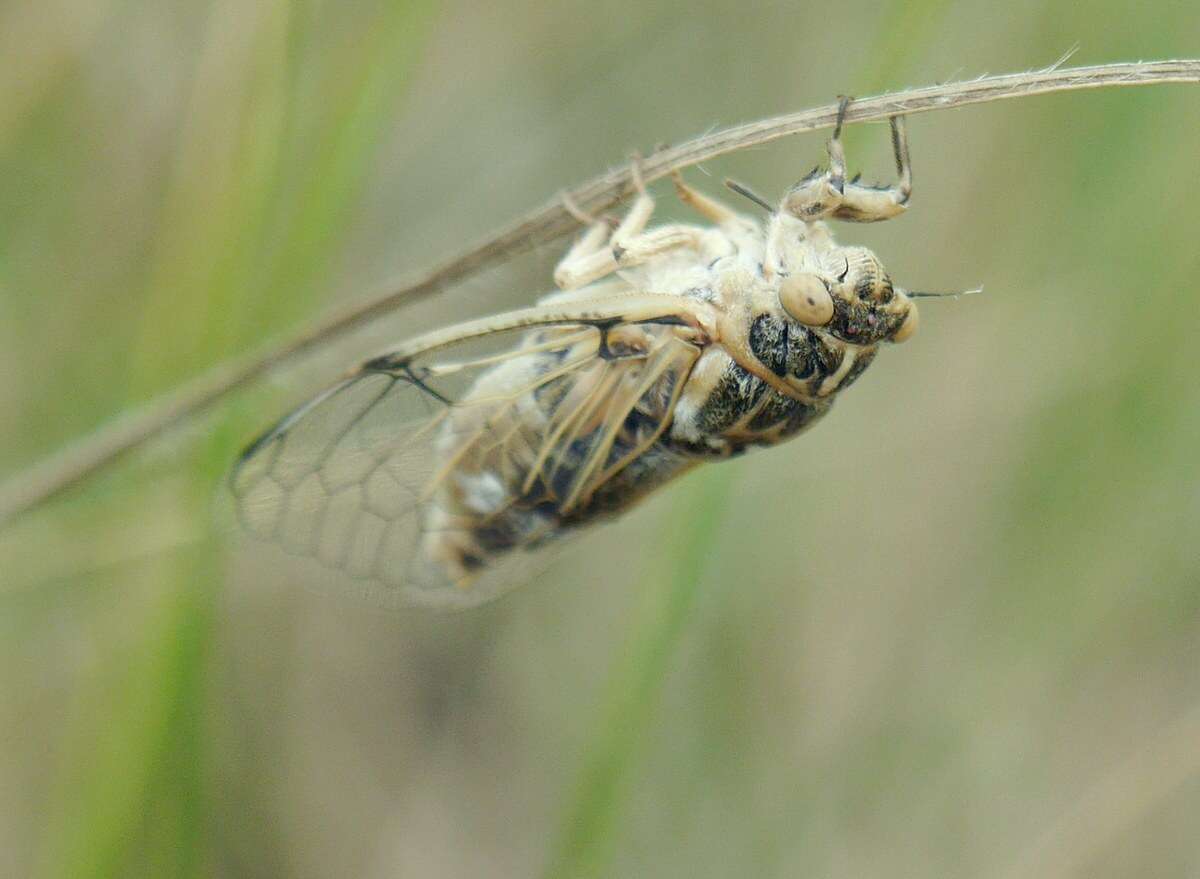 Image of Cicadatra platyptera Fieber 1876