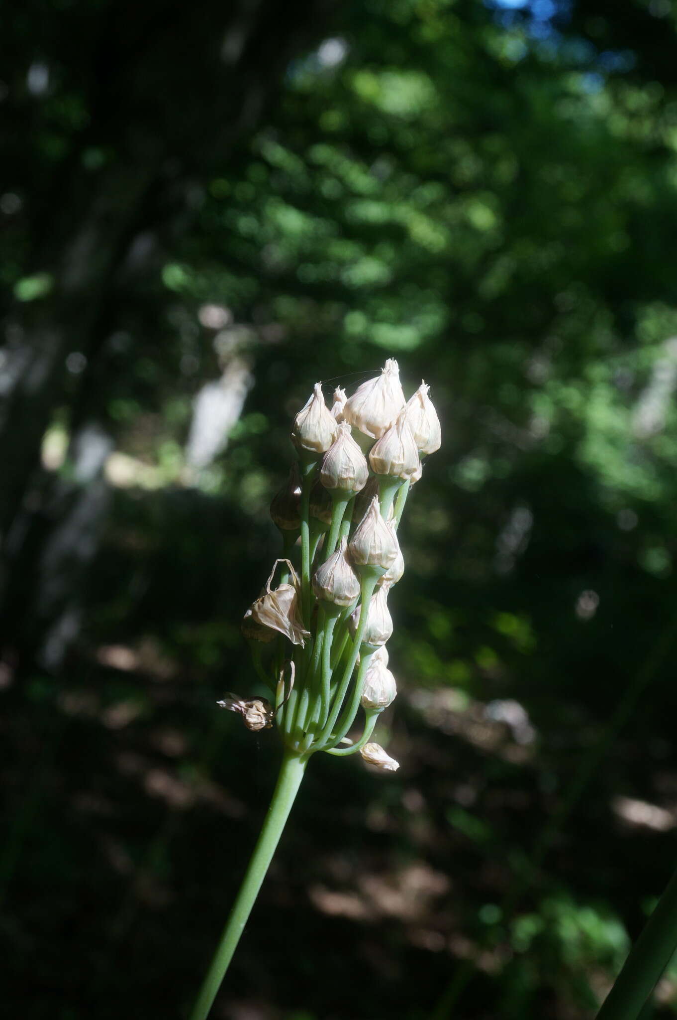 Image of Allium siculum subsp. dioscoridis (Sm.) K. Richt.