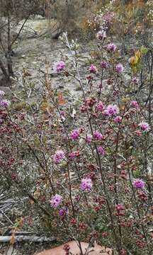 Image of Kunzea parvifolia Schau.