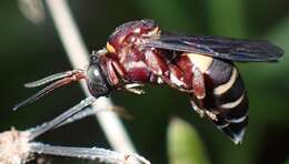 Triepeolus rufithorax Graenicher 1928 resmi