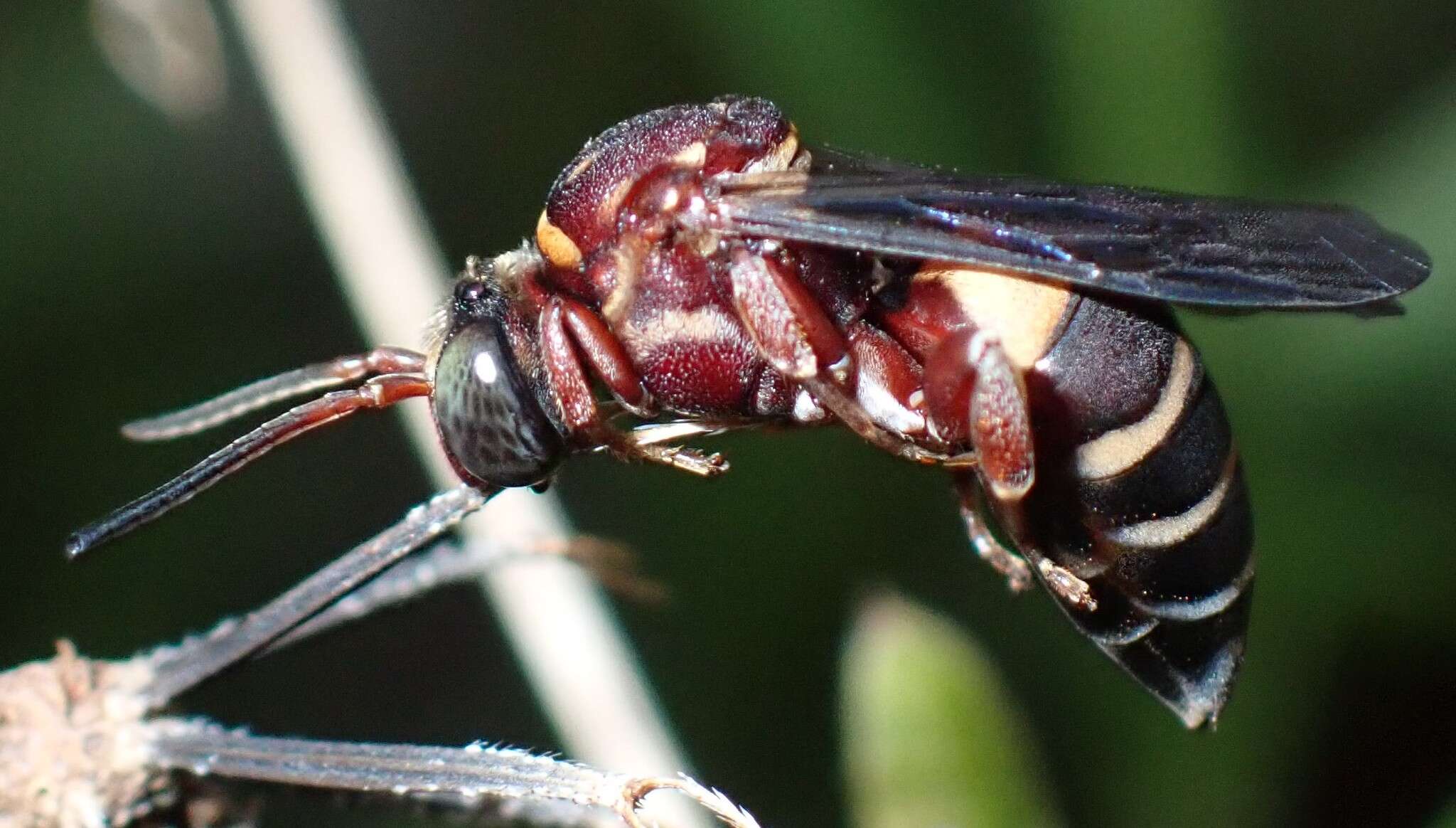 Слика од Triepeolus rufithorax Graenicher 1928