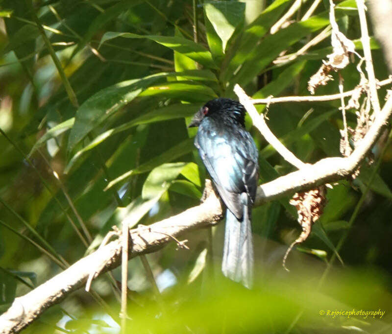 Image of Lesser Racket-tailed Drongo