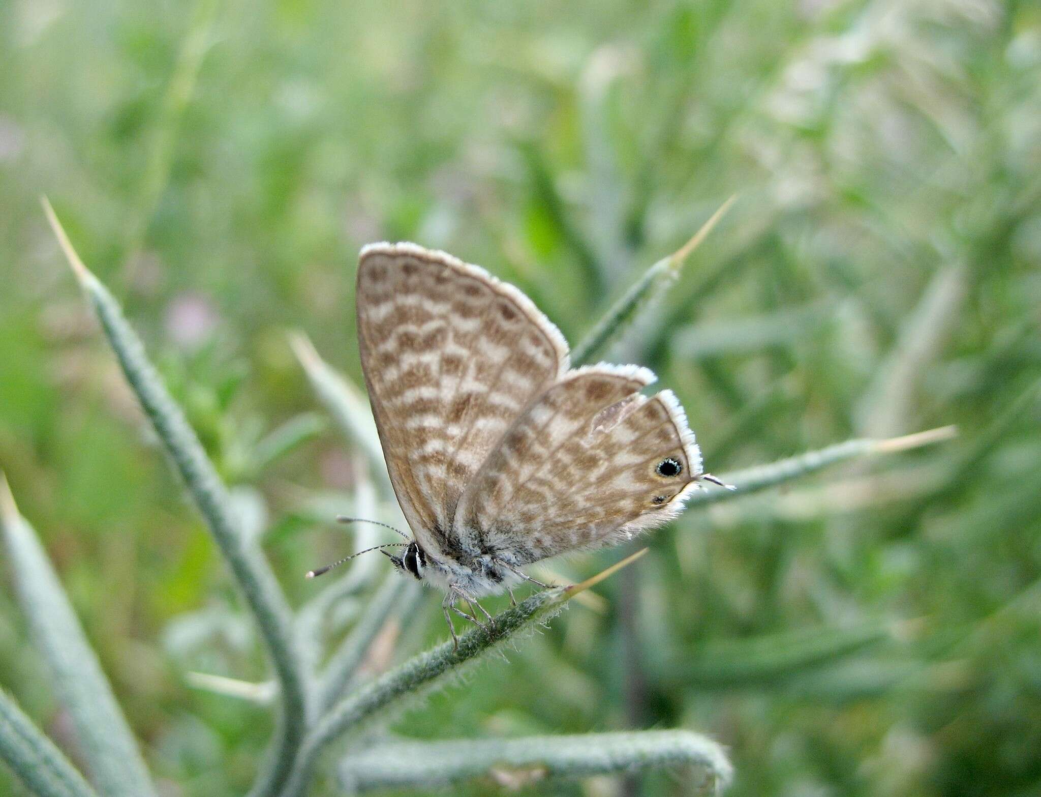 Image of Lang's Short-tailed Blue