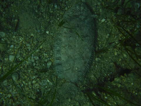 Image of Whiskered sole