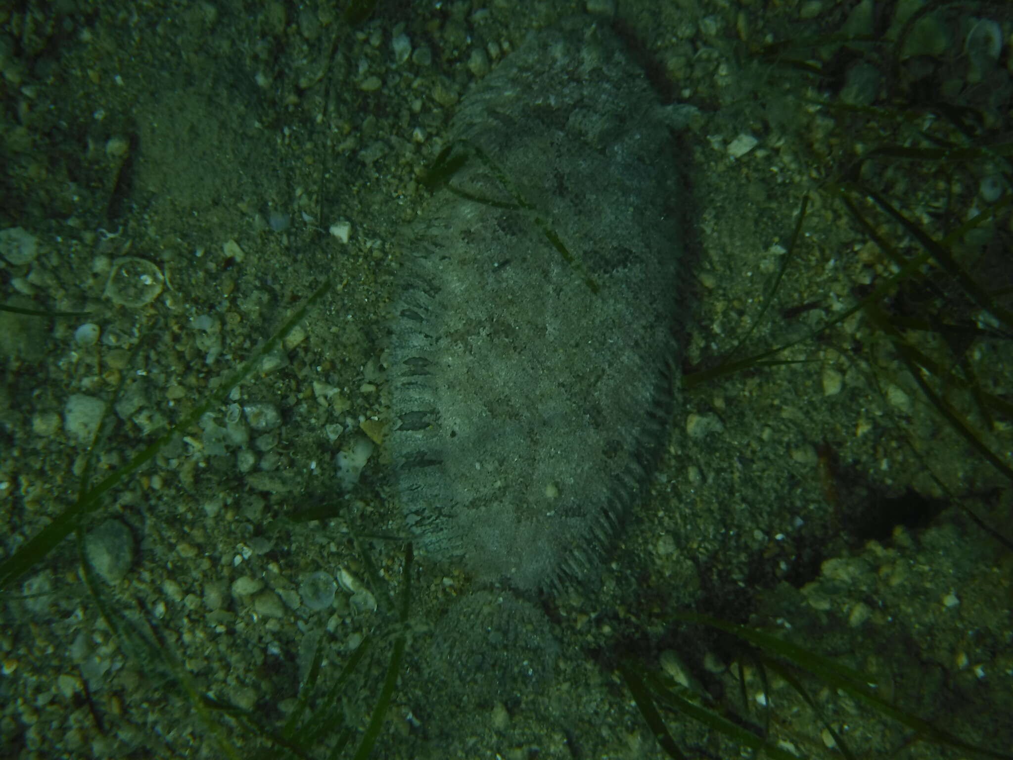 Image of Whiskered sole