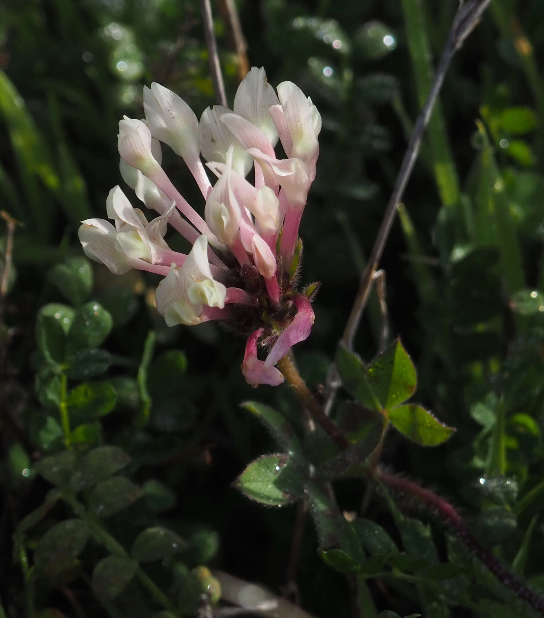 Image de Trifolium clypeatum L.