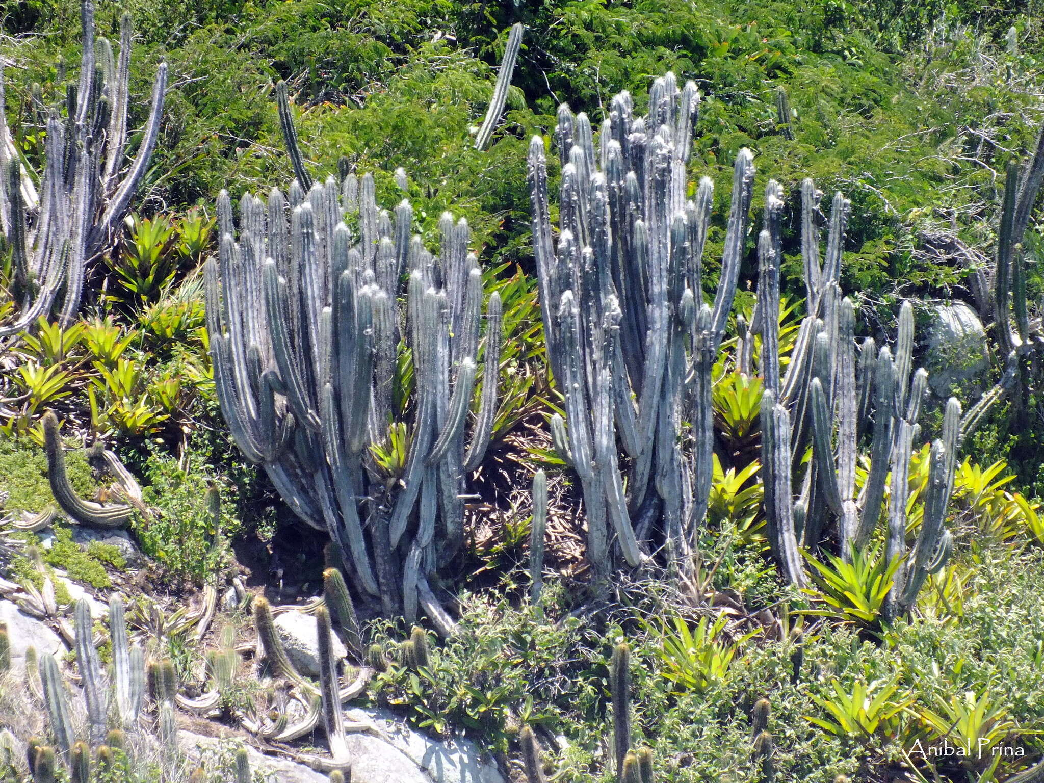 Imagem de Pilosocereus ulei (K. Schum.) Byles & G. D. Rowley